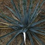 Agave lophantha Характер