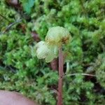 Pyrola chloranthaFlower