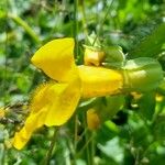 Erythranthe guttata Flower