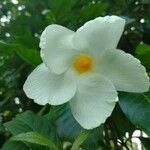 Tabernaemontana donnell-smithii 花