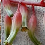 Gasteria disticha Flower