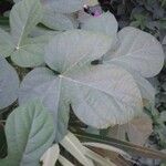 Ipomoea indica 叶