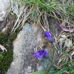 Campanula scheuchzeri Blomma