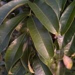 Zanthoxylum rhoifolium Leaf
