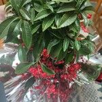 Ardisia crenata ᱥᱟᱠᱟᱢ