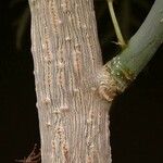 Jatropha multifida Bark