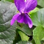 Viola odorata Fleur