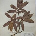 Dodecadenia grandiflora Diğer
