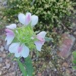 Bellardia trixago Квітка