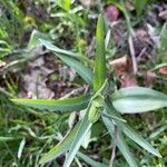 Fritillaria affinis Leaf