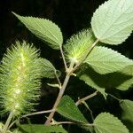 Acalypha arvensis Liść