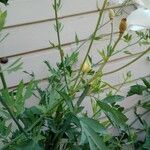 Romneya coulteri Folha