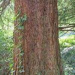 Sequoiadendron giganteum 樹皮
