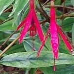 Fuchsia brevilobis Flower