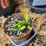 Utricularia longifolia Hoja