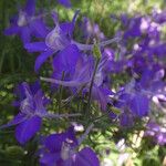 Delphinium ajacis Natur