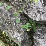 Draba muralis Fiore