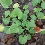 Doronicum orientale Likasa