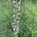 Himantoglossum adriaticum Flower