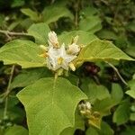 Solanum torvumKukka