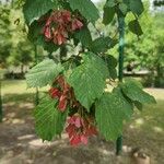 Acer tataricum ഇല