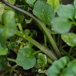 Cardamine hirsuta Lubje