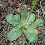 Hypochaeris maculata Folha