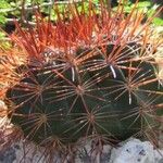 Melocactus macracanthos Yeri