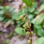 Orthilia secunda Blomma