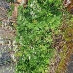Chaerophyllum aureum عادت داشتن