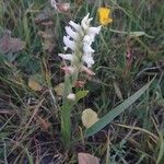 Spiranthes romanzoffiana Habit