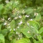 Circaea lutetiana Blomma