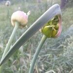 Allium flavum 花