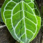 Anthurium crystallinum Hoja