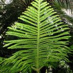 Araucaria columnaris Leaf