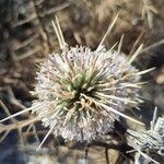 Echinops spinosissimusÇiçek