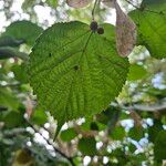 Tilia cordata Lehti