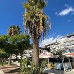 Washingtonia filifera Агульны выгляд