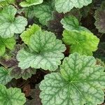 Heuchera americana 葉