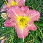 Hemerocallis minor Flor