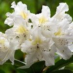Rhododendron maximum Flor
