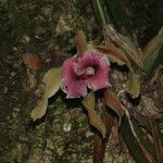 Trichopilia marginata Çiçek