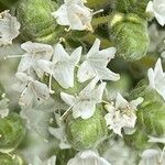 Origanum onites Flower
