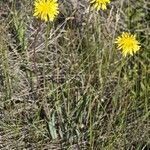 Nothocalais cuspidata Hábito