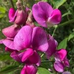 Lathyrus latifoliusফুল