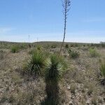 Yucca elata Vekstform