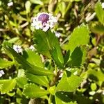 Phyla nodiflora Leaf