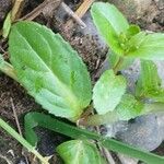 Veronica beccabunga Leaf