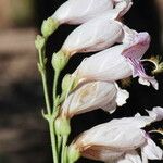 Penstemon palmeri Flor