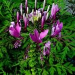 Cleome spinosa Blomma